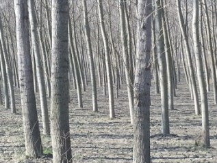 FutuRO / Progetto strategico di visione e caratterizzazione culturale