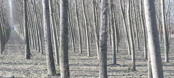 FutuRO / Progetto strategico di visione e caratterizzazione culturale